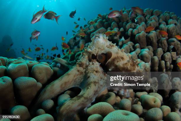 octopus with anthias - doktorfisch stock-fotos und bilder