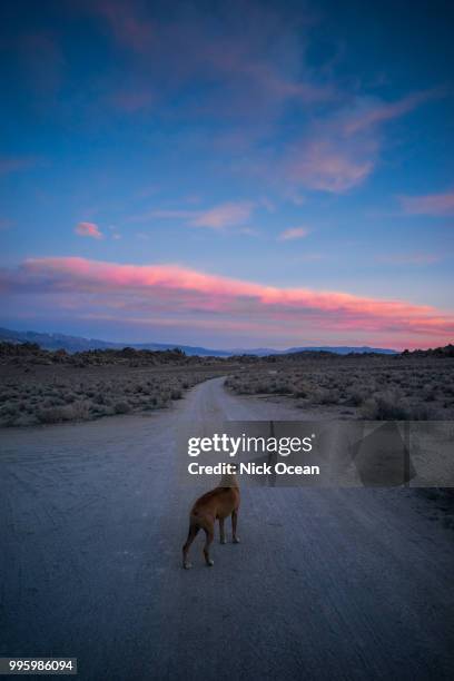 sunset's in the alabama hills - alabama hills stock-fotos und bilder