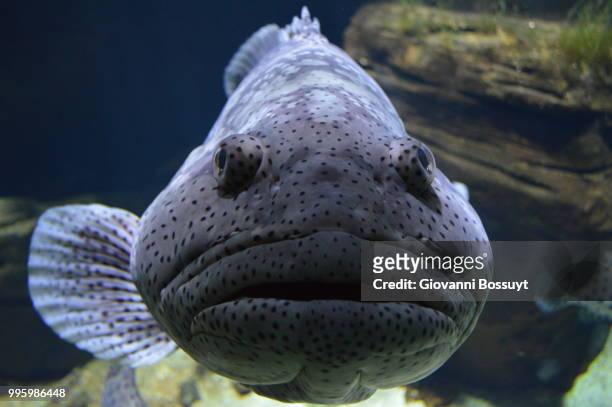 big fish with fat lips - animals with big lips stockfoto's en -beelden