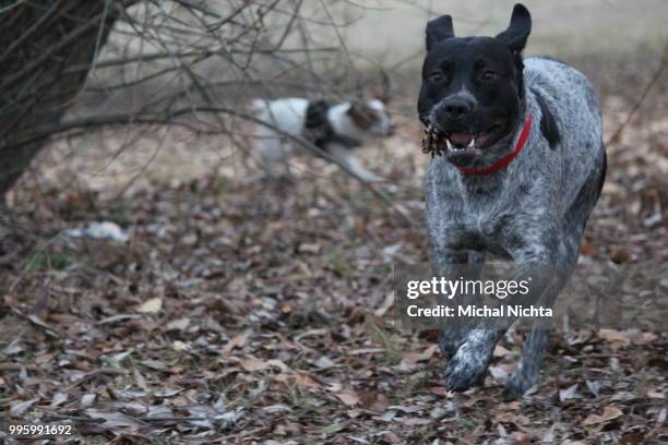 catching - pointer dog stock pictures, royalty-free photos & images