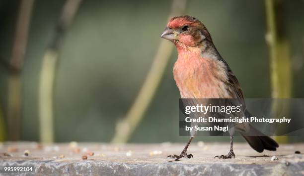 house finch - house finch stock pictures, royalty-free photos & images