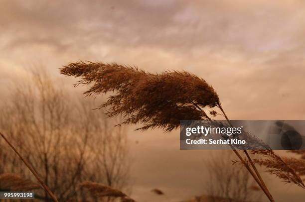 çağış,turkey - middle east - kino stock pictures, royalty-free photos & images