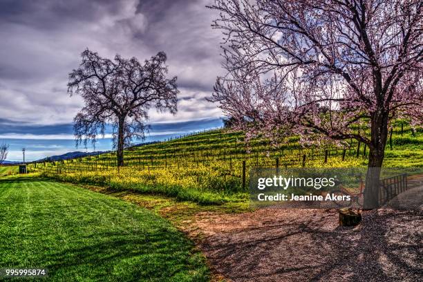 flowering trees, mustard and vineyards - mustard stock-fotos und bilder