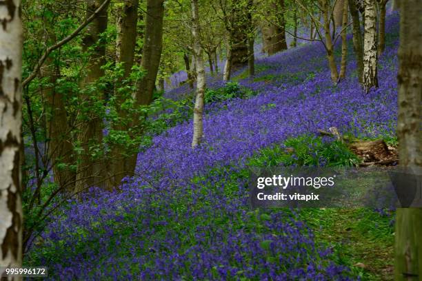 Bluebell Carpet Photos and Premium High Res Pictures - Getty Images