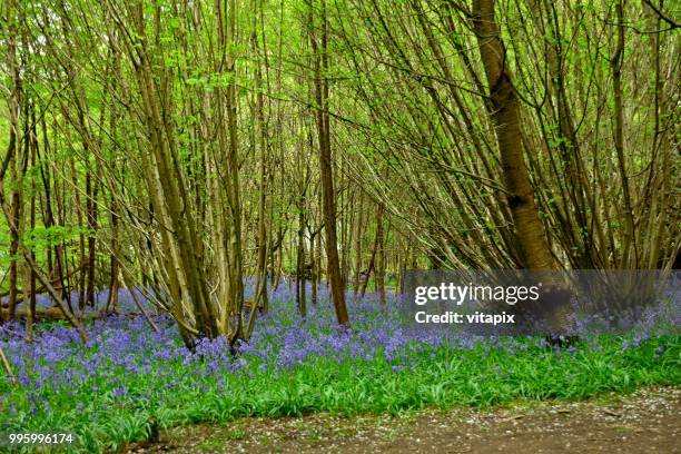 347 Bluebell Carpet Stock Photos, High-Res Pictures, and Images - Getty