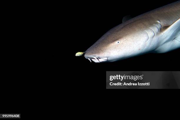 Vapthe Fish 46 Vampire Fish Stock Photos, High-Res Pictures, and Images - Getty Images