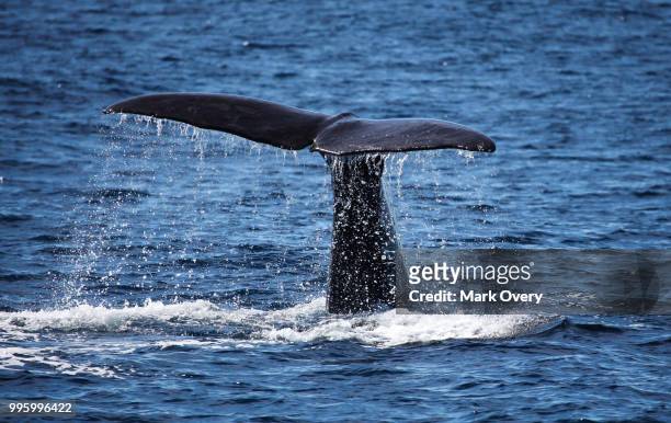 the tail of the whale 2 - ballena cachalote fotografías e imágenes de stock