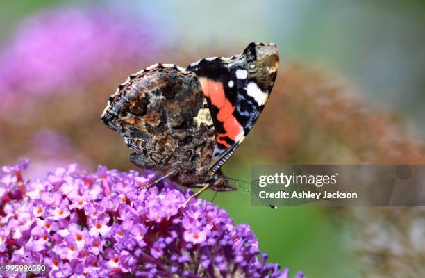 red admiral butterfly - mariposa numerada fotografías e imágenes de stock