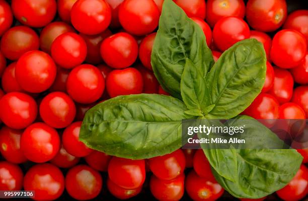 basil and tomatoes - tomato basil stock pictures, royalty-free photos & images