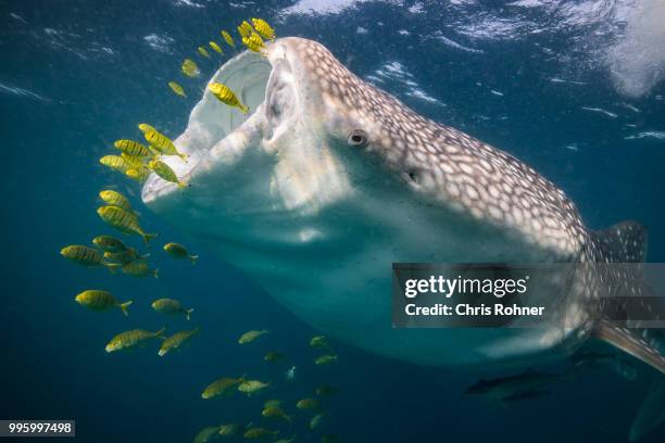 feeding whale shark - micrófago filtrador fotografías e imágenes de stock