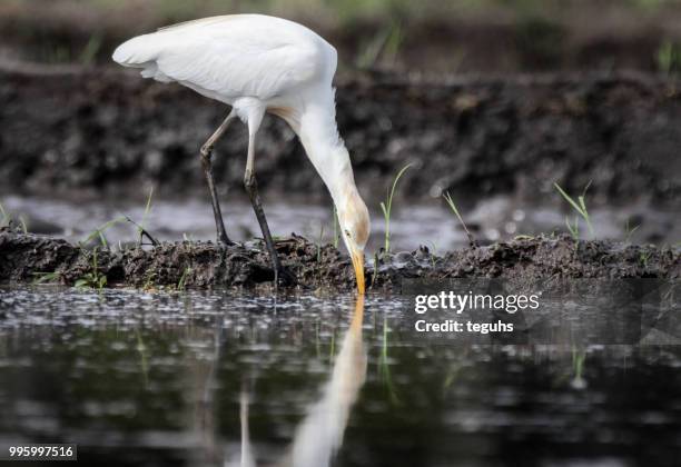 the stork - little egret (egretta garzetta) stock pictures, royalty-free photos & images