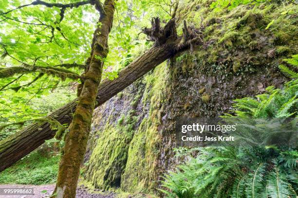 Fallen Tree In Jungle 653 Fallen Tree Jungle Stock Photos, High-Res Pictures, and Images ...