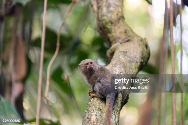 pygmy monkey - pygmy marmoset stock pictures, royalty-free photos & images