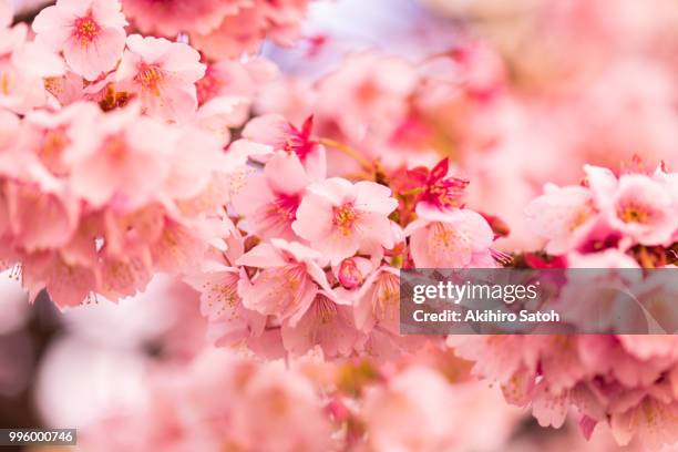 winter cherry - winter cherry stock pictures, royalty-free photos & images