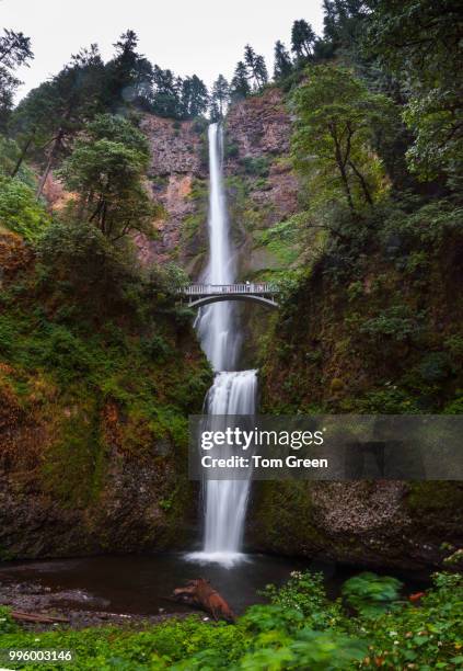 mighty multnomah - mighty tree stock pictures, royalty-free photos & images
