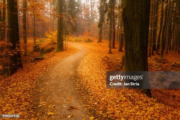 Lead Path Tree 646 Lead Wood Tree Stock Photos, High-Res Pictures, and Images - Getty ...