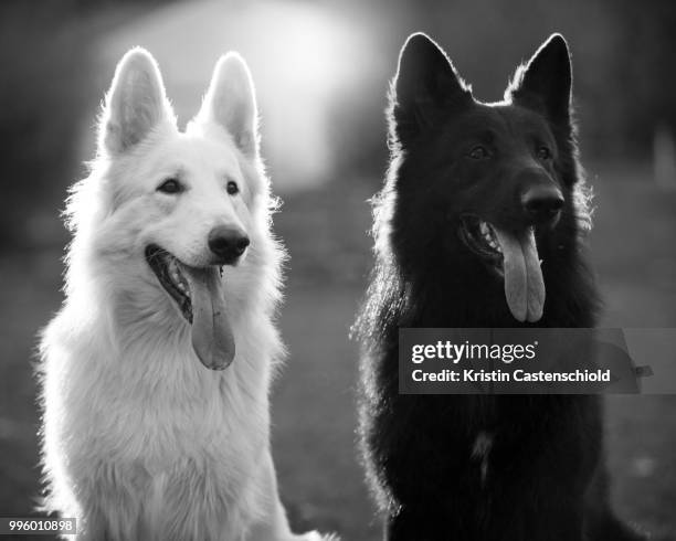 shiloh shepherd - shiloh stock pictures, royalty-free photos & images