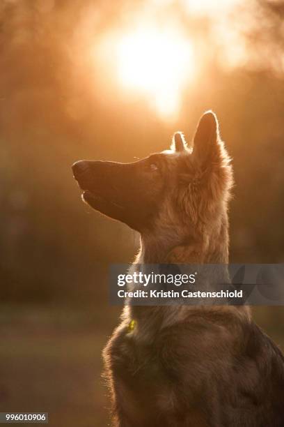 shiloh shepherd - shiloh stock-fotos und bilder