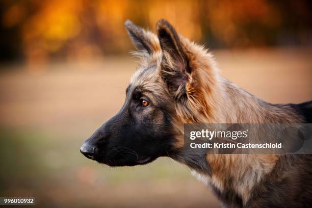 shiloh shepherd - shiloh stock pictures, royalty-free photos & images