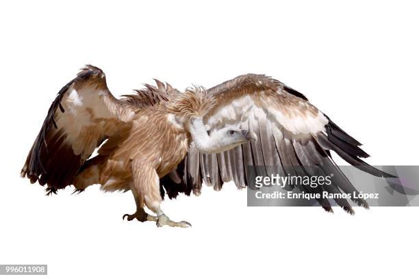 vulture griffon - cape vulture stock pictures, royalty-free photos & images