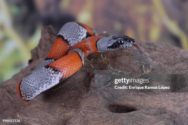 picture of a false coral snake - coral snake fotografías e imágenes de stock