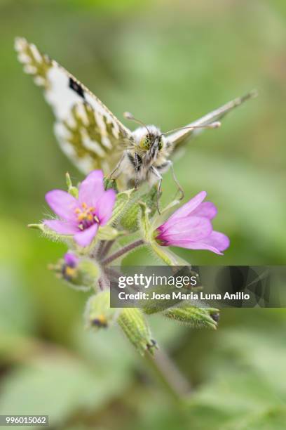 el vuelo del aguila - luna moth - fotografias e filmes do acervo