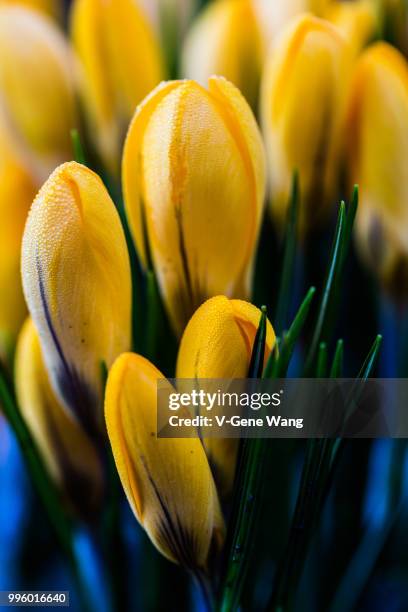 spring flowers---crocus - gene wang stockfoto's en -beelden