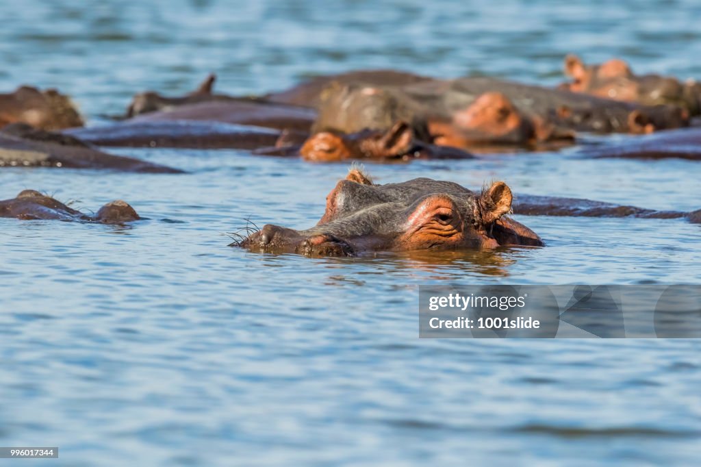 Hippopotamus in the water