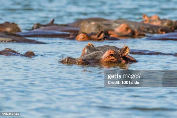 hippopotamus in the water - 1001slide stock pictures, royalty-free photos & images
