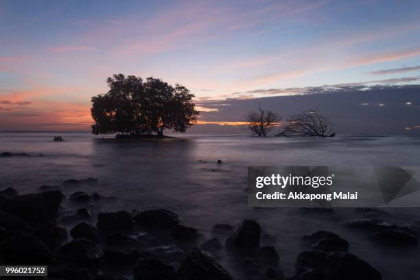 trees in the sea - mulai stock pictures, royalty-free photos & images