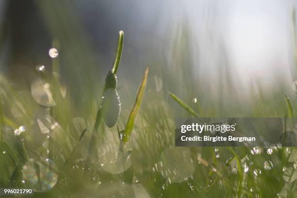 lightshow between de snowdrops - lightshow stock pictures, royalty-free photos & images