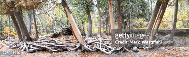 tree roots at gooseberry falls - gooseberry - fotografias e filmes do acervo