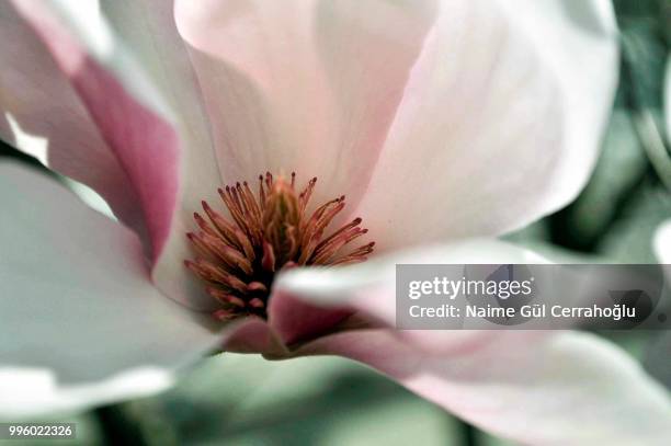 magnolia soulangeana - magnolia soulangeana fotografías e imágenes de stock