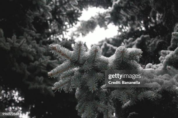 blue spruce - spruce branch stock pictures, royalty-free photos & images