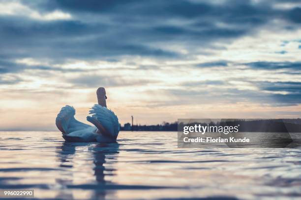 swan on lake constance - kunde stock pictures, royalty-free photos & images