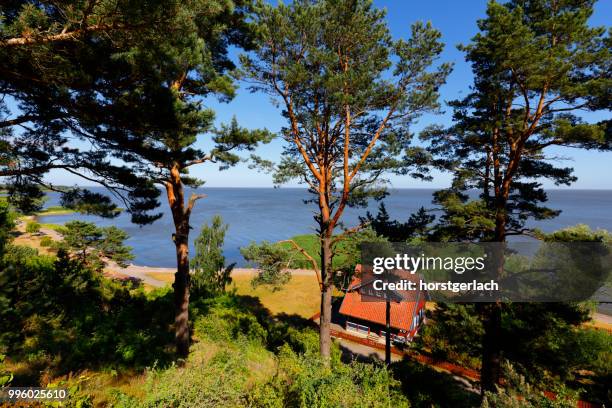 nida, courland spit (kurische nehrung), lithuania, baltic sea - lagoon forest stock pictures, royalty-free photos & images