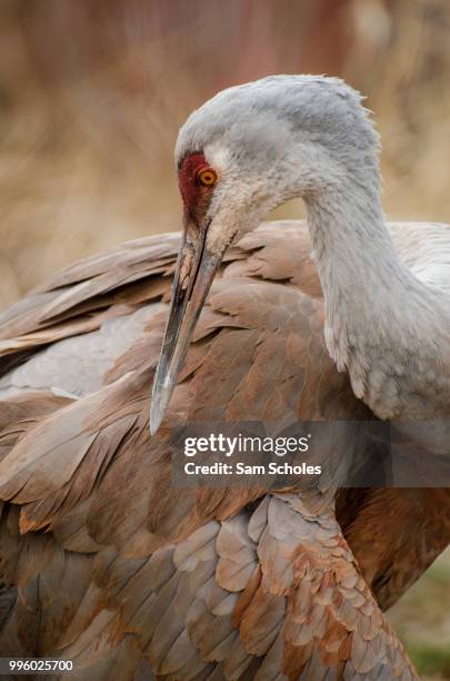 sandhill crane - sandhill stock pictures, royalty-free photos & images