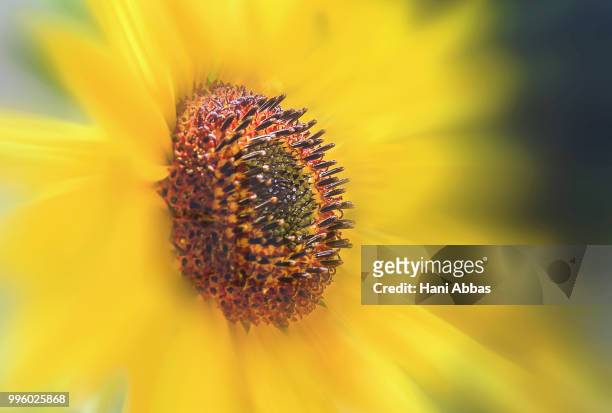 sunflower - hani stock pictures, royalty-free photos & images