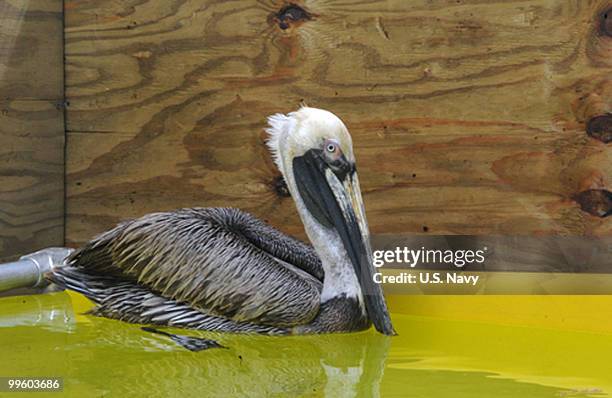 In this handout from the U.S. Navy, a pelican swims in a make-shift pool after being cleaned of oil at the Clean Gulf Associates Mobile Wildlife...