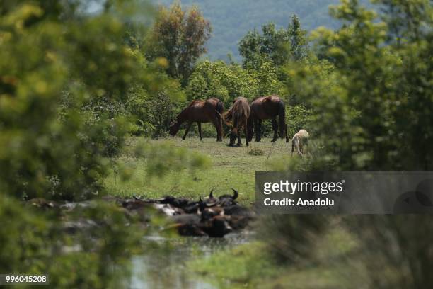 Horses graze at the freshwater swamp forest in Karacabey district of...  News Photo - Getty Images