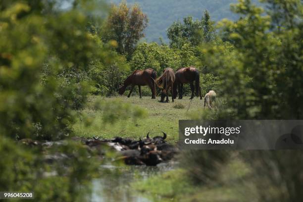 Horses graze at the freshwater swamp forest in Karacabey district of... News Photo - Getty Images Horses graze at the freshwater swamp forest in Karacabey district of... News Photo - Getty Images