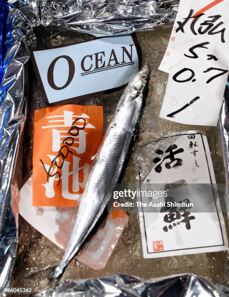 The first "sanma" Pacific saury afetch a record 500,000 yen per kilogram at the first auction of the season at Sapporo Central Wholesale Market on...