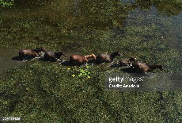 An aerial view of horses at the freshwater swamp forest in Karacabey...  News Photo - Getty Images