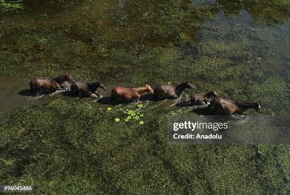 An aerial view of horses at the freshwater swamp forest in Karacabey... News Photo - Getty Images An aerial view of horses at the freshwater swamp forest in Karacabey... News Photo - Getty Images