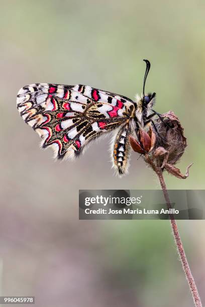 zerynthia rumina - anillo stock pictures, royalty-free photos & images