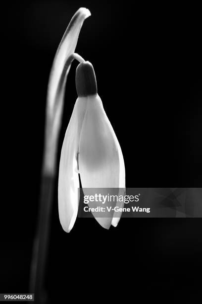 snowdrop - gene wang stock pictures, royalty-free photos & images