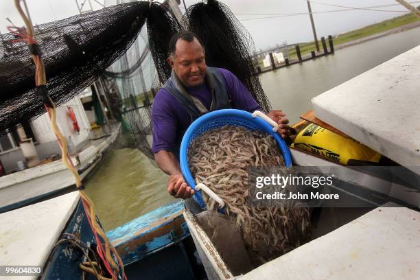 Commercial fisherman Kevin Merrick dumps shrimp into an ice chest after a morning of shrimping on May 16, 2010 in Buras, Louisiana. In a major step...