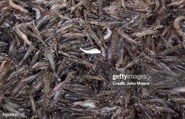 Net of shrimp is brought up after being caught on May 16, 2010 in Buras, Louisiana. In a major step toward containing a massive Gulf of Mexico oil...