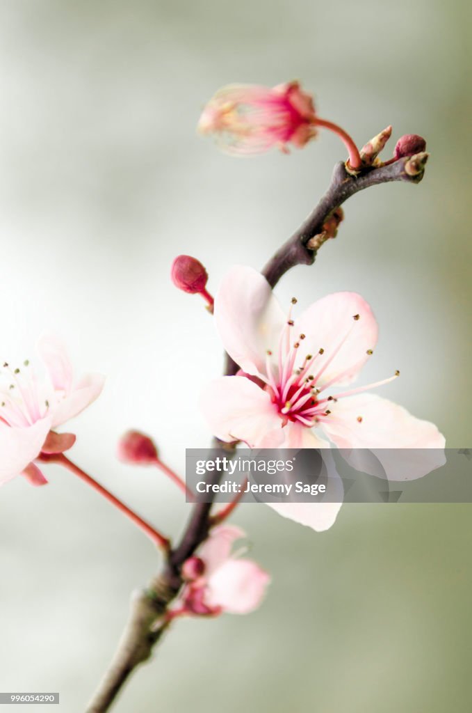 Prunus