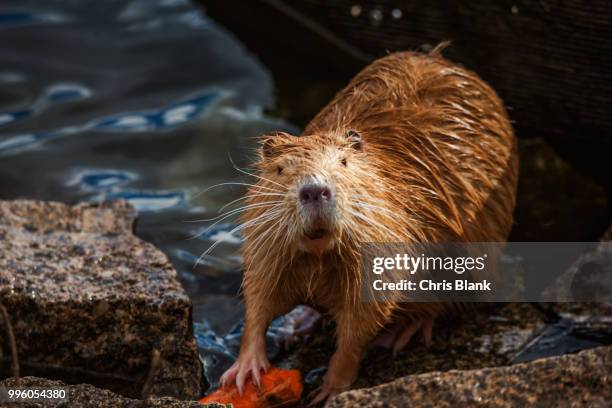 cutie - beaver stock pictures, royalty-free photos & images